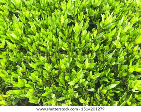 Green grass texture background, Green lawn, Backyard for background, Green lawn desktop picture, Park lawn texture