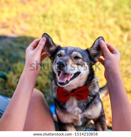human hands raised ears at cute brown pretty smiling a dog in a Sunny garden on green grass