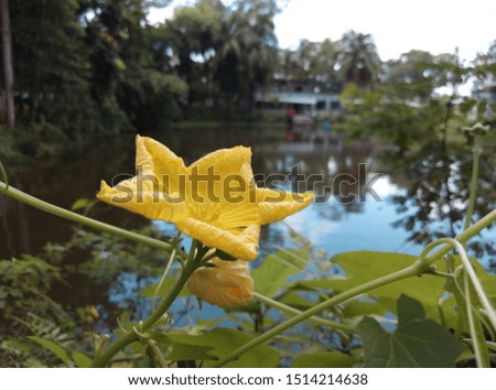 That's an owesome flower beside a pond.