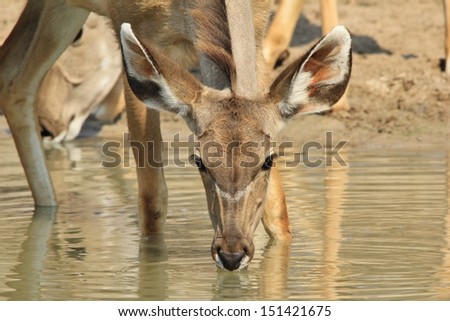 Kudu Antelope - Wildlife Background from Africa - Wonder of the World through Golden Water