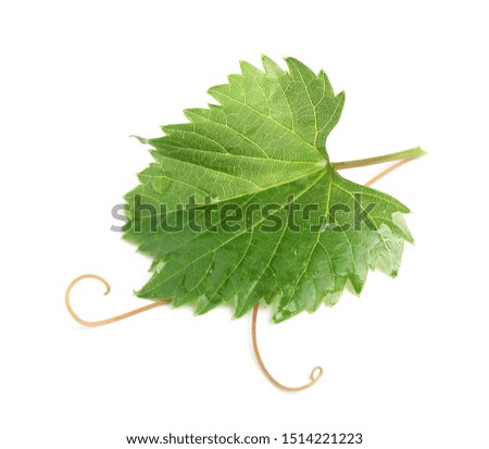 Fresh green grape leaf on white background
