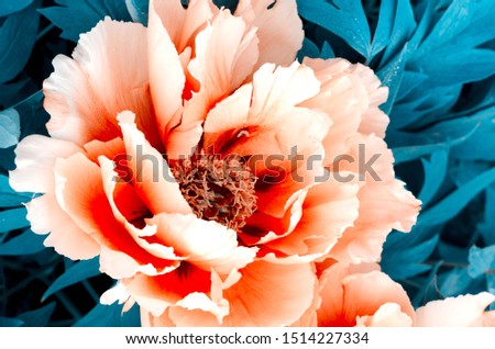 Floral wallpaper with Beautiful gentle pink peony flower growing in the summer garden. Close Up mountain tree peony.