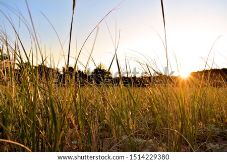 Golden sunburst sunset viewed through fall tinted beach grass.