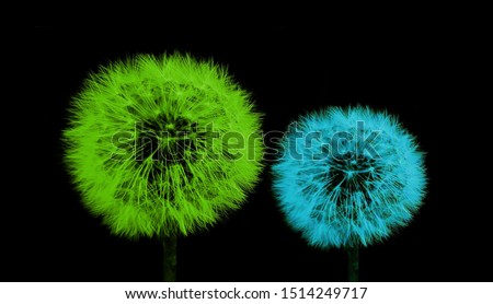 Closeup of green and blue dandelion seed heads isolated on black background