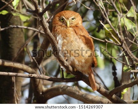 Reddish Brown Ferruginous Pygmy-Owl 
rests on a tree 