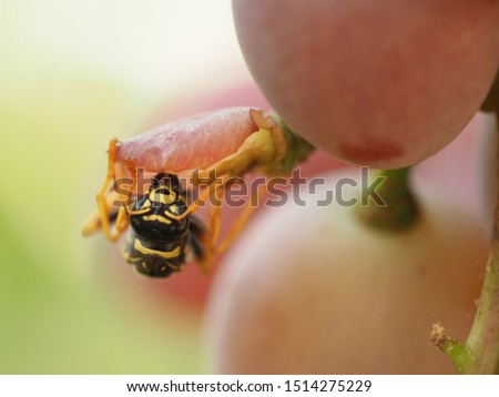 Photo of a Wasp eating grapes
Macro close-up of a Wasp eating grapes