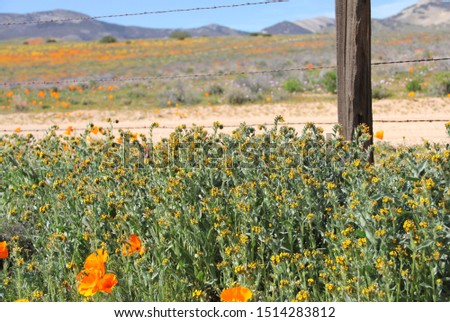 Antelope Valley California Poppies 2019