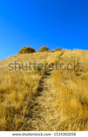The yellow pasture, blue sky and a road