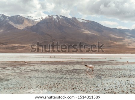 Group of beautiful pink flamingos walking and feeding in lake. Natural wildlife shot in Uyuni Salt Flats, Bolivia. Animal with water and mountain landscape background. Wild animal in nature.