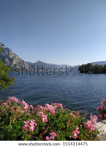 Pink flowers on a background of a mountain lake.  beautiful landscape, nature.  Gmunden, Austria