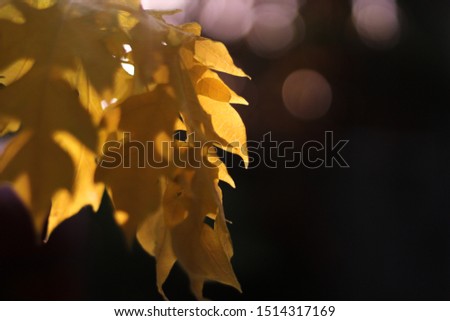 Autumn leaves and soft dark background, defocused