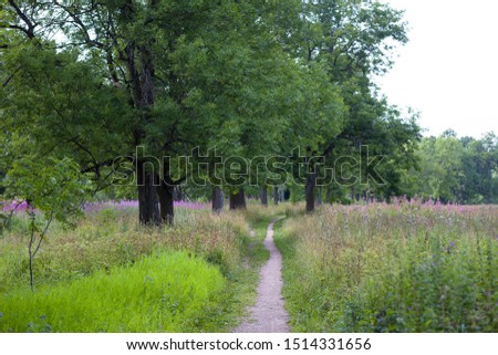 Beautiful scenery. The path into the forest, on the edges of the path grow wildflowers.