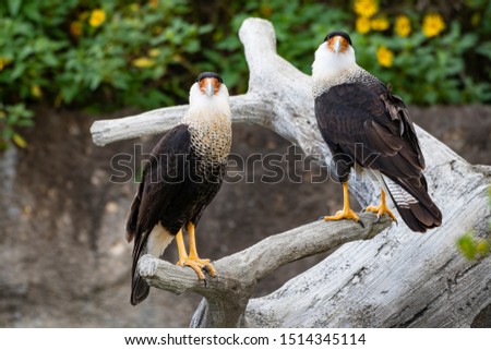 A Pair of Adult Northern Crested Caracara (Caracara cheriway) Perching on a Tree Trunk