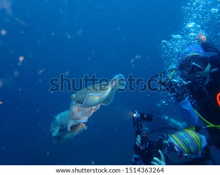 The squid and unidentify face of scuba diver taking picture