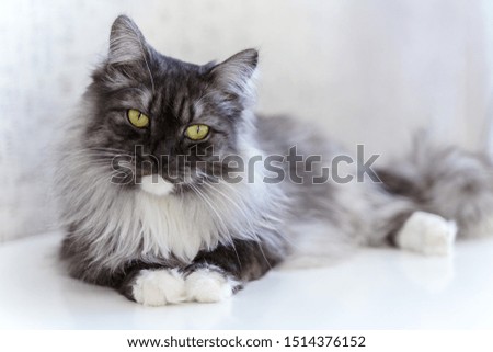 Siberian longhair cat laying on white table