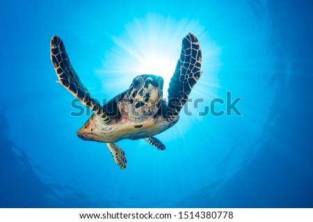 Hawksbill turtle (Eretmochelys imbricata) swims above coral reef basking in the sun rays in clear water Royalty-Free Stock Photo #1514380778