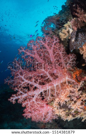Vibrant colorful soft corals on healthy coral reef