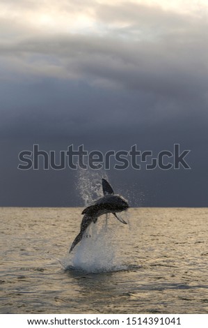 Breaching Great White Shark. Dawn sky and storm clouds background.  Scientific name: Carcharodon carcharias. South Africa.