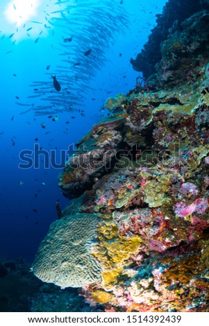 Large schools of various species of colorful reef fish schooling above healthy coral reef