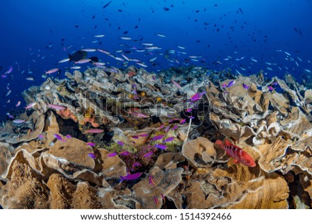 Large schools of various species of colorful reef fish schooling above healthy coral reef