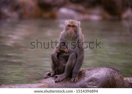 Image of mother monkey and baby monkey