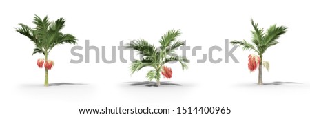 Alexander palm on a white background.Isolated trees with clipping path, Realistic 3D rendering 