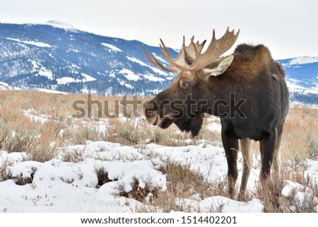 Moose standing out in snow covered field