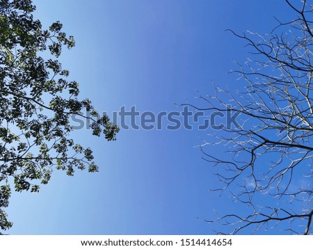 The rules of nature Fresh and dry tree. with bluesky  