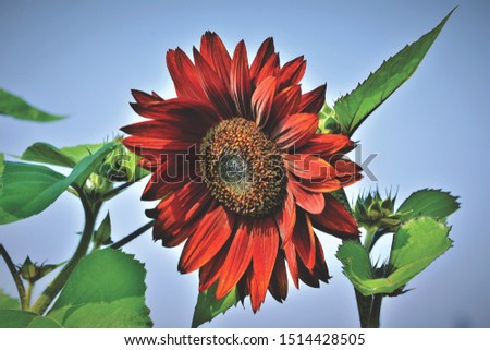 beautiful sunflower cool backgroud image