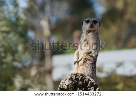 A standing meerkat, Melbourne Zoo, Australia