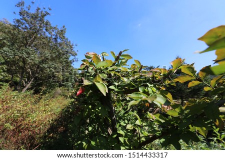 blue sky and beautiful Winged spindles,Nature Korea, blue sky, autumn leaves