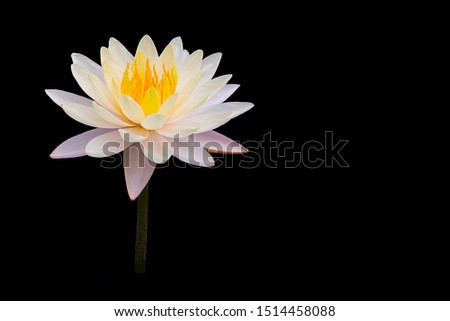 Beautiful white lotus flower or white lily flower blossom (water lily) with yellow pollen, isolated on black background with clipping path.