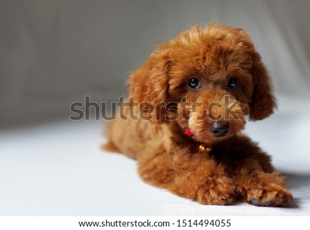 Cute toy poodle looking on you