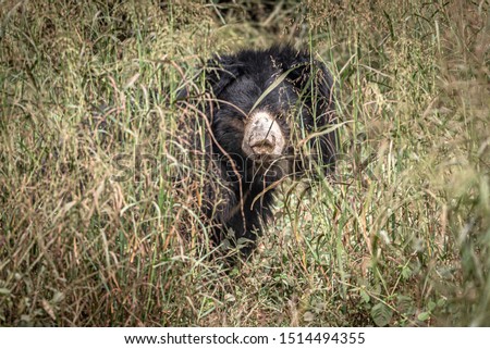 A sloth bear looking out from behind tall grass in the wild