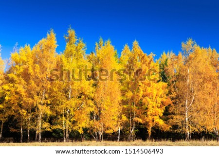 Autumn forest. Beautiful trees of lilacs. Bright natural colors. Natural landscape of autumn.