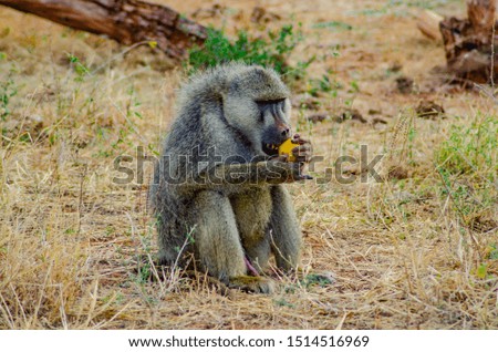 baboon eating fruit in tsavo east