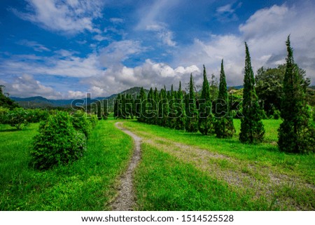 The blurry nature background of pine trees, which grow on the edge of the green fields, surrounded by mountains, clear skies, blurred winds, cool weather during an adventurous journey.
