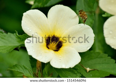 Picture of white-yellow flower blooming with a small bee looking for nectar and blurred green leaves in the garden.