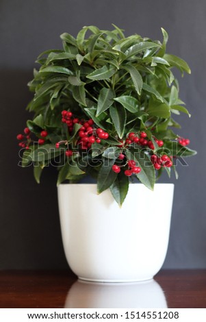 Ornamental plant grown in pot (Ardisia crenata) Royalty-Free Stock Photo #1514551208
