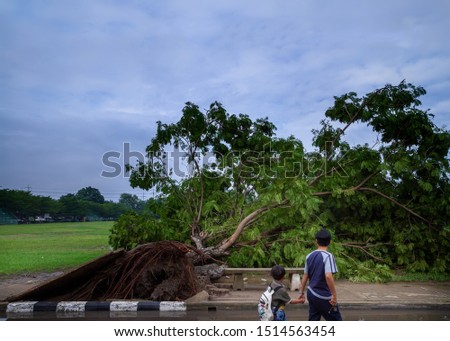 Big tree fallen and uprooted on footpath after heavy rain from the thunder storm with dark cloudy sky background. Picture for natural disaster and environment or meteorology or transportation concept.
