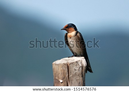 The swallow on the wooden stub