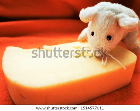 Cute, funny White mouse with a big piece of cheese. Close-up photo of the animal-symbol of new 2020 year
