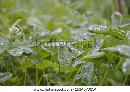 background with green clover with drops on grass blades after rain