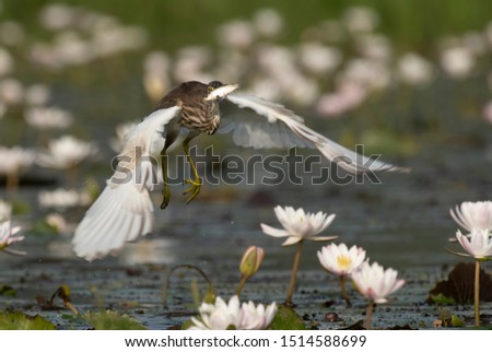 Indian Pond heron flying with fish in beak