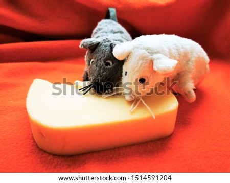 Funny White and gray mouse with a big piece of cheese. Close-up photo of the animal-symbol of new 2020 year
