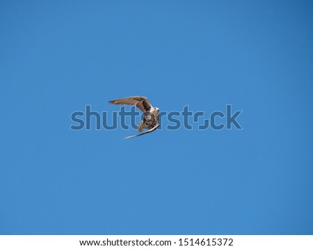 Saker falcon (Falco cherrug) in flight. Blue sky background.