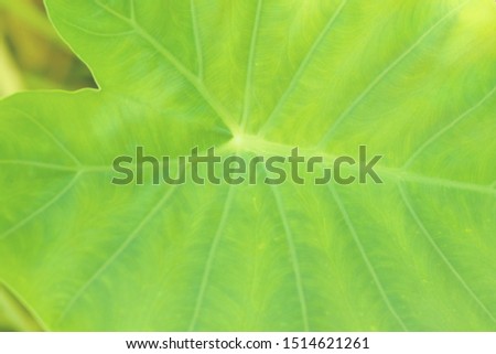 tropical leaves texture close up. palm leaf abstract background. 