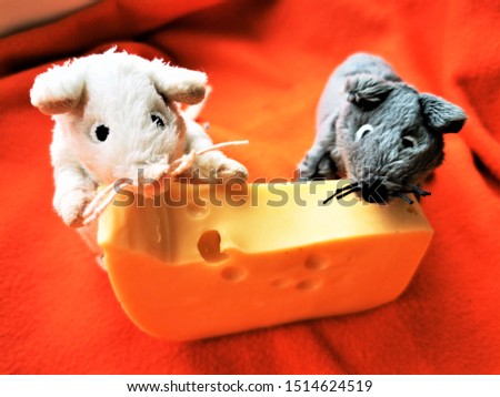 Cute White and gray mouse with a piece of cheese. Close-up photo of the animal-symbol of new 2020 year

