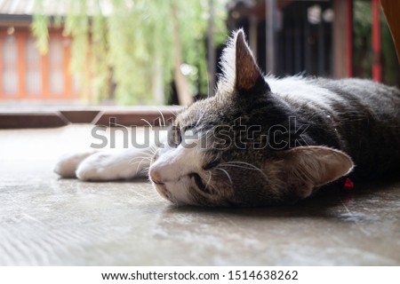 Domestic cute cat fell asleep, stock photo
