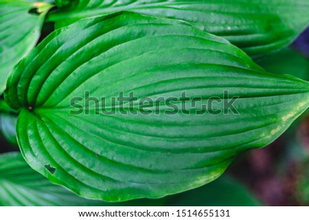 Big green leaf close up photo. Natural texture